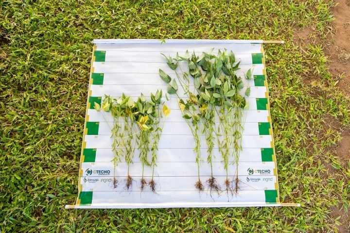 Foto: Foto: Bruno Lopes/Aprosoja MT