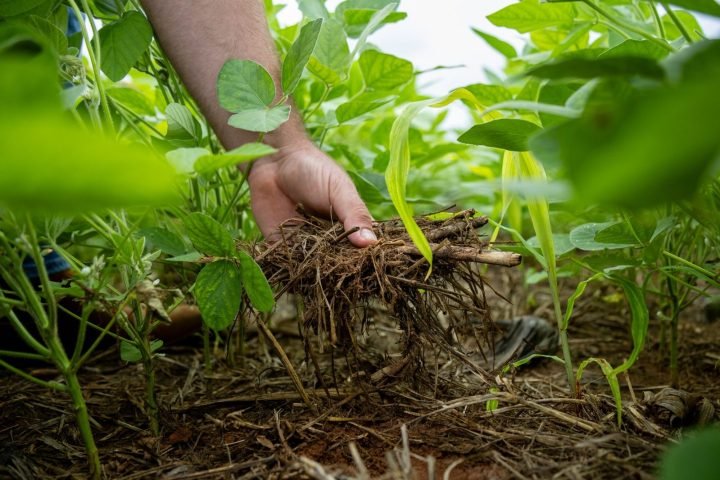 Foto: Foto: Aprosoja MT